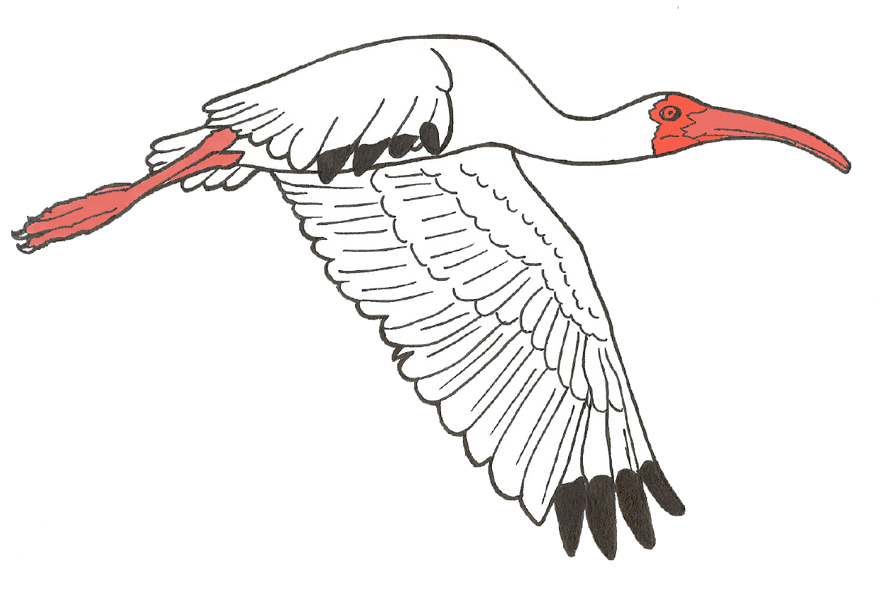 Orleans Audubon Society Logo
